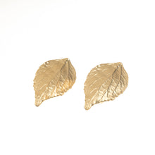 Sour Cherry Gold - Cherry Blossom