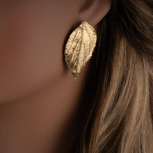 Sour Cherry Gold - Cherry Blossom